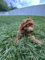 Stephy , a female Goldendoodle and Miniature Goldendoodle for sale in Winter Haven, FL – 4 of 9