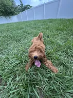 Stephy , a female Goldendoodle and Miniature Goldendoodle for sale in Winter Haven, FL – 3 of 9