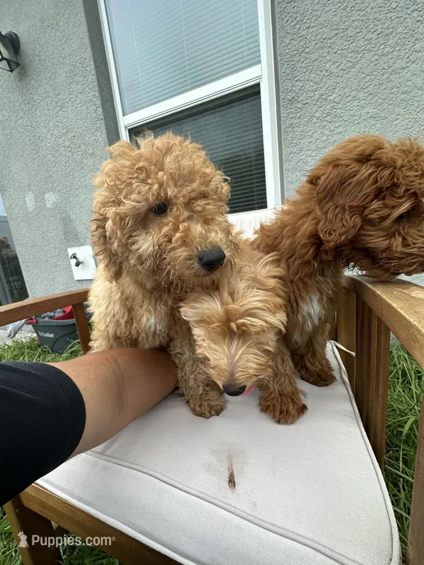 Kimmie – Goldendoodle, Miniature Goldendoodle puppy for sale in Winter Haven, FL