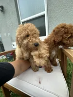 Kimmie, a female Goldendoodle and Miniature Goldendoodle for sale in Winter Haven, FL – 1 of 7
