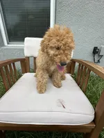Kimmie, a female Goldendoodle and Miniature Goldendoodle for sale in Winter Haven, FL – 5 of 7