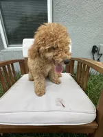 Kimmie, a female Goldendoodle and Miniature Goldendoodle for sale in Winter Haven, FL – 7 of 7