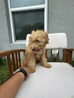 Uriel, a male Goldendoodle and Miniature Goldendoodle for sale in Winter Haven, FL – 7 of 9