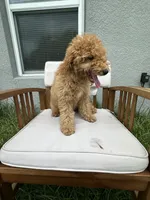 Kimmie, a female Goldendoodle and Miniature Goldendoodle for sale in Winter Haven, FL – 6 of 7