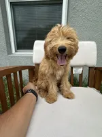 Uriel, a male Goldendoodle and Miniature Goldendoodle for sale in Winter Haven, FL – 6 of 9