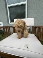 Uriel, a male Goldendoodle and Miniature Goldendoodle for sale in Winter Haven, FL – 3 of 9