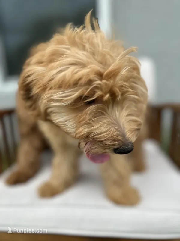 Uriel – Goldendoodle, Miniature Goldendoodle puppy for sale in Winter Haven, FL