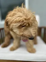 Uriel, a male Goldendoodle and Miniature Goldendoodle for sale in Winter Haven, FL – 1 of 9