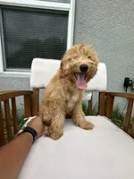 Uriel, a male Goldendoodle and Miniature Goldendoodle for sale in Winter Haven, FL – 8 of 9