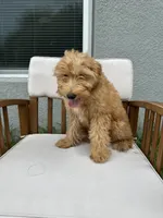 Uriel, a male Goldendoodle and Miniature Goldendoodle for sale in Winter Haven, FL – 2 of 9