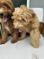 Uriel, a male Goldendoodle and Miniature Goldendoodle for sale in Winter Haven, FL – 9 of 9