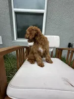 Stephy , a female Goldendoodle and Miniature Goldendoodle for sale in Winter Haven, FL – 9 of 9