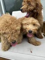 Kimmie, a female Goldendoodle and Miniature Goldendoodle for sale in Winter Haven, FL – 3 of 7