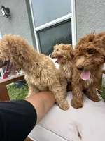 Stephy , a female Goldendoodle and Miniature Goldendoodle for sale in Winter Haven, FL – 6 of 9