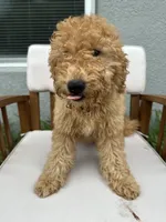 Kimmie, a female Goldendoodle and Miniature Goldendoodle for sale in Winter Haven, FL – 2 of 7