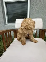 Uriel, a male Goldendoodle and Miniature Goldendoodle for sale in Winter Haven, FL – 4 of 9