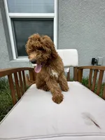 Stephy , a female Goldendoodle and Miniature Goldendoodle for sale in Winter Haven, FL – 7 of 9