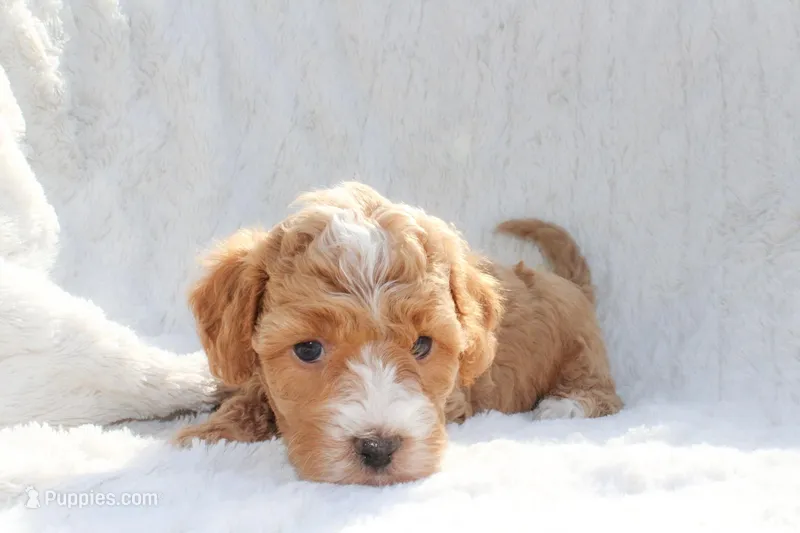 Winnie – Sheepadoodle puppy for sale in Fayetteville, NC