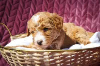 Winnie, a female Sheepadoodle for sale in Fayetteville, NC – Photo 4 of 4