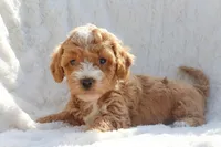 Winnie, a female Sheepadoodle for sale in Fayetteville, NC – Photo 2 of 4