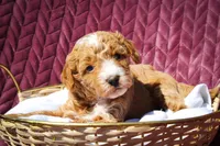 Winnie, a female Sheepadoodle for sale in Fayetteville, NC – Photo 3 of 4