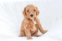 Bingo, a female Sheepadoodle for sale in Fayetteville, NC – Photo 2 of 5