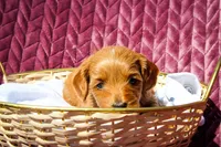 Bingo, a female Sheepadoodle for sale in Fayetteville, NC – Photo 3 of 5