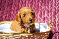 Bingo, a female Sheepadoodle for sale in Fayetteville, NC – Photo 5 of 5