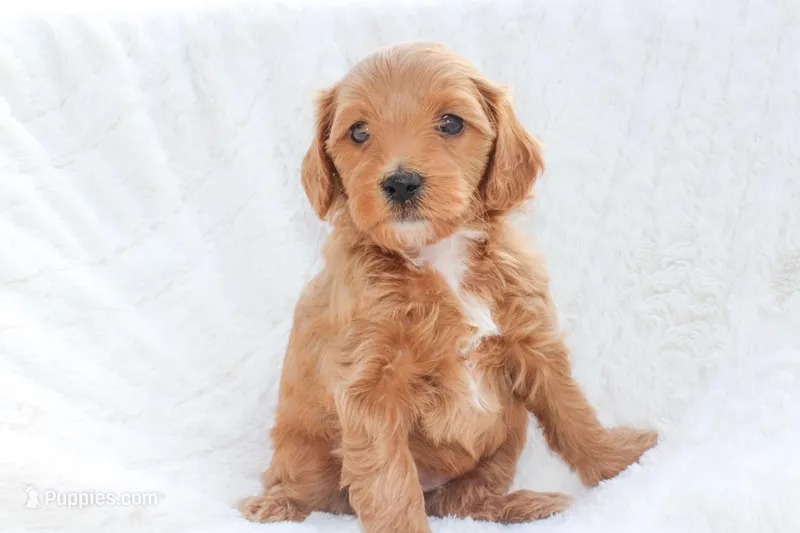 Bingo – Sheepadoodle puppy for sale in Fayetteville, NC