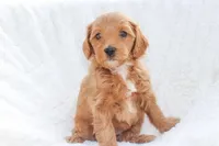 Bingo, a female Sheepadoodle for sale in Fayetteville, NC – Photo 1 of 5