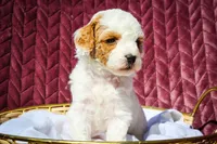 Skylar, a female Sheepadoodle for sale in Fayetteville, NC – Photo 3 of 4