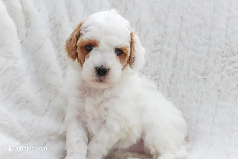 Skylar – Sheepadoodle puppy for sale in Fayetteville, NC