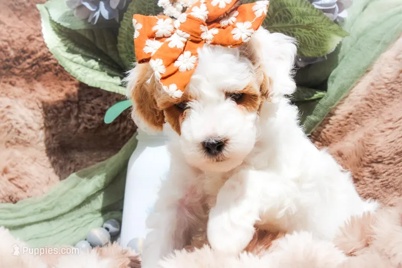 Skylar – Sheepadoodle puppy for sale in Fayetteville, NC