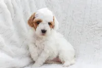 Skylar, a female Sheepadoodle for sale in Fayetteville, NC – Photo 2 of 4