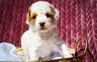 Skylar, a female Sheepadoodle for sale in Fayetteville, NC – Photo 4 of 4