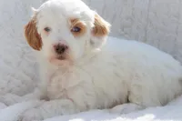 Snow White, a female Sheepadoodle for sale in Fayetteville, NC – Photo 1 of 4