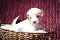 Snow White, a female Sheepadoodle for sale in Fayetteville, NC – Photo 4 of 4