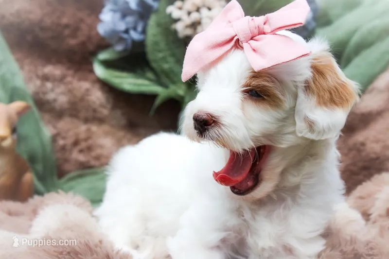 Snow White – Sheepadoodle puppy for sale in Fayetteville, NC