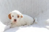 Snow White, a female Sheepadoodle for sale in Fayetteville, NC – Photo 2 of 4