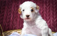 Snow White, a female Sheepadoodle for sale in Fayetteville, NC – Photo 3 of 4