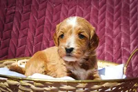 Bluey, a female Sheepadoodle for sale in Fayetteville, NC – Photo 4 of 5