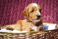 Bluey, a female Sheepadoodle for sale in Fayetteville, NC – Photo 5 of 5