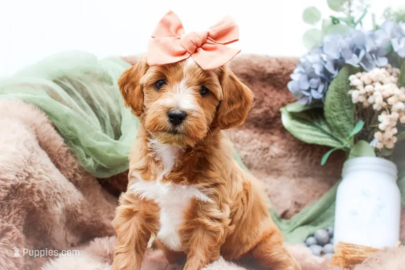 Bluey – Sheepadoodle puppy for sale in Fayetteville, NC