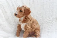 Bluey, a female Sheepadoodle for sale in Fayetteville, NC – Photo 3 of 5