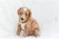 Bluey, a female Sheepadoodle for sale in Fayetteville, NC – Photo 2 of 5