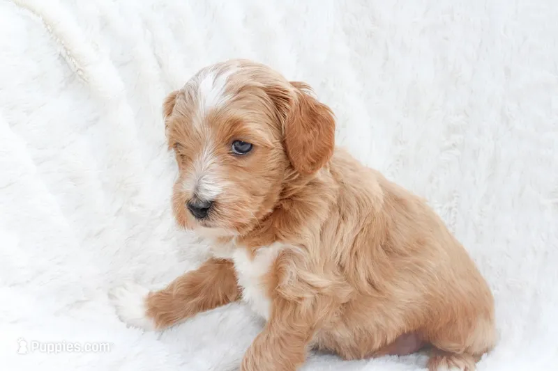Bluey – Sheepadoodle puppy for sale in Fayetteville, NC