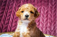 Penny , a female Sheepadoodle for sale in Fayetteville, NC – Photo 3 of 4