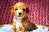 Penny , a female Sheepadoodle for sale in Fayetteville, NC – Photo 2 of 4