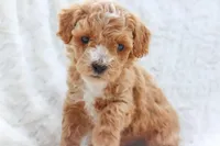 Penny , a female Sheepadoodle for sale in Fayetteville, NC – Photo 1 of 4