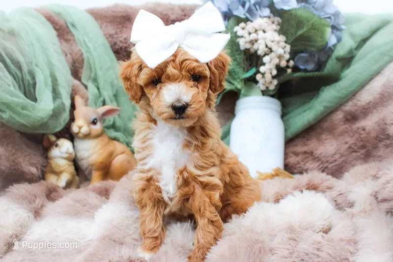 Penny  – Sheepadoodle puppy for sale in Fayetteville, NC